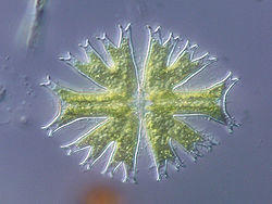 Micrasterias radiata.jpg