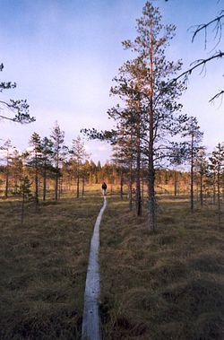 Salamajärvi National Park is partly located in Kinnula