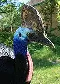 Casuarius casuarius Schönbrunn2008a.jpg