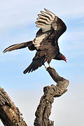 Cathartes aura -Santa Teresa County Park, San Jose, California, USA -adult-8a.jpg