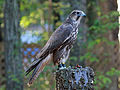 Saker Falcon RWD2.jpg