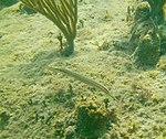 Aulostomus maculatus - trumpetfish - Bay of Pigs - Cuba.jpg