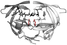 Aspartic protease.png