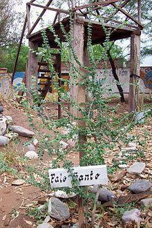 Bulnesia sarmientoi ( Palo Santo).jpg