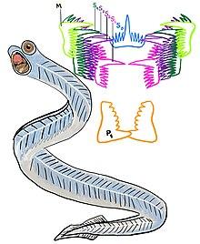Conodont Hindeodus Reconstruction.jpg