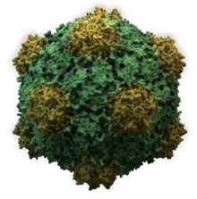 CowpeaMosaicVirus3D.png