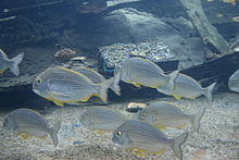 Flickr - uShaka Sea World 2157.jpg