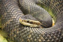 Florida Water Moccasin 056.jpg