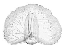 Gleba cordata.jpg