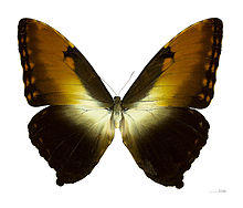 Morpho hecuba hecuba MHNT dos.jpg