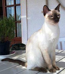PhaithaiChic Thai cat.jpg