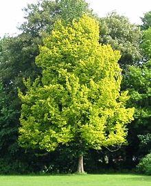 RN Ulmus hollandica Wredei (stadspark groningen).JPG