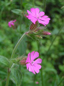 Red campion close 700.jpg