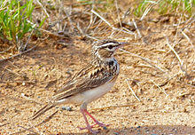 Sabota Lark (Calendulauda sabota) (11421288184).jpg