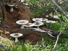Termitomyces reticulatus 37340.jpg