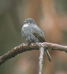 White-throated Pewee (Contopus albogularis) (cropped).jpg