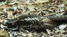 White-throated nightjar kobble.jpg