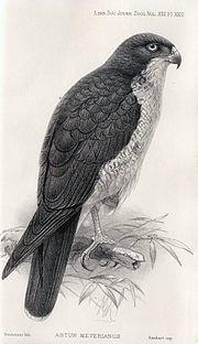 John Gerrard Keulemans03.jpg