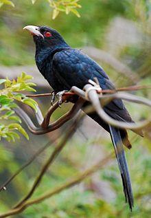 Asian koel.jpg