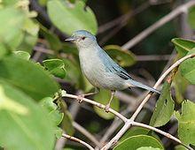 Bicolored Conebill (Conirostrum bicolor).jpg