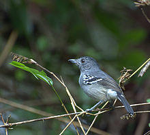 CHOCA-DA-MATA macho ( Thamnophilus caerulescens).jpg