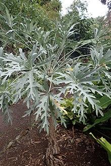 Cussonia paniculata kz1.JPG