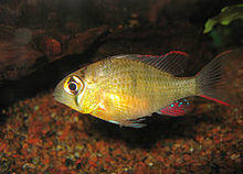 Mikrogeophagus altispinosus PiaH.jpg