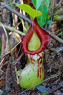 Nepenthes burkei ASR 062007 mt halcon mindoro.jpg