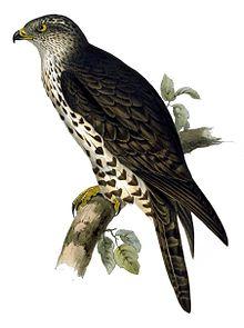 Pernis apivorus by John Gould improved.jpg