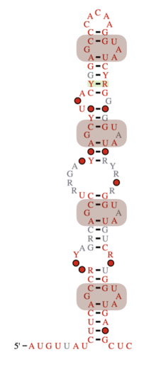 RF00182 consensus secondary structure.png