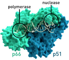 Reverse transcriptase 3KLF labels.png