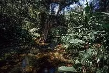 Trilha da figueira na Reserva Particular do Patrimônio Natural Salto Morato.jpg