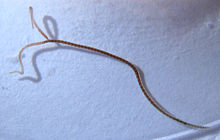 Two tailed lumbriculus variegatus 1.jpg