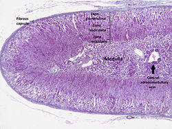 Adrenal cortex labelled.jpg