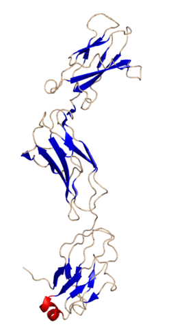 GP130 Crystal Structure.rsh.png