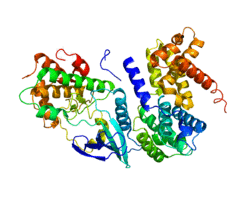 Protein CCND1 PDB 2W96.png