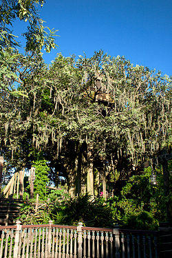 Swiss Family Robinson Treehouse 1.jpg
