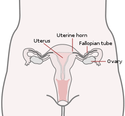 Uterine Horns Diagram (English).svg