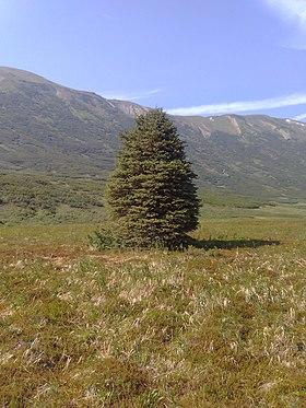 White Spruce from Turnagain Pass, Alaska.jpg