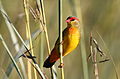 Orange breasted waxbill, Amandava subflava, at Suikerbosrand Nature Reserve, Gauteng, South Africa (25278913494).jpg