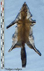 Vulpes vulpes (China, central) fur skin.jpg