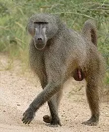 Chacma Baboon (Papio ursinus) (16824823063).jpg