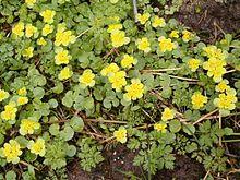 Chrysosplenium alternifolium BavariaMay2005a.jpg