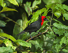 Crested Malimbe - Kakum - Ghana S4E1412 (22229307983).jpg