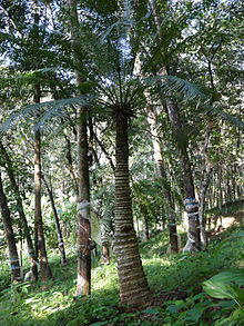 Cycas circinalis at Kudayathoor.jpg