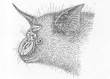 Hipposideros cyclops.jpg