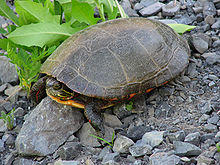Midland painted turtle.jpg