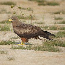 Milvus aegyptius -Limpopo, South Africa-8.jpg