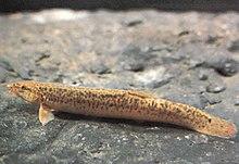 Misgurnus anguillicaudatus CAFS.jpg