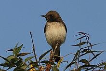 Variable wheatear (Oenanthe picata picata) male.jpg
